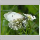 Anthocharis cardamines - Aurorafalter w06.jpg